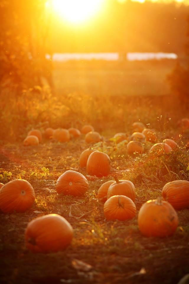 Mejor Pumpkin Patches in Every Southern State Texas