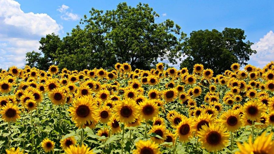 Най- Sunflower Fields at Neuse River Greenway Trail 