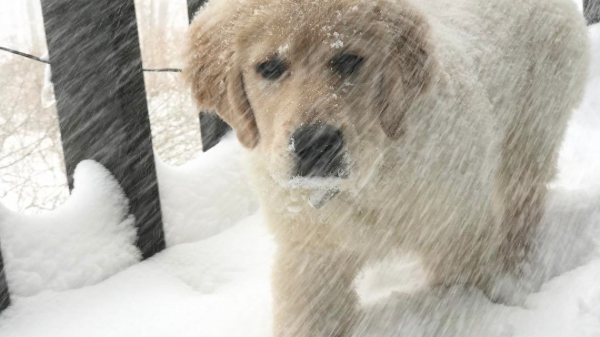 أجعد Golden Retriever Puppy in Snow