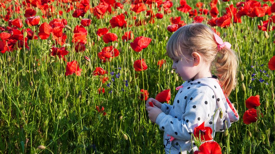 Málo child girl in field with red poppy flowers