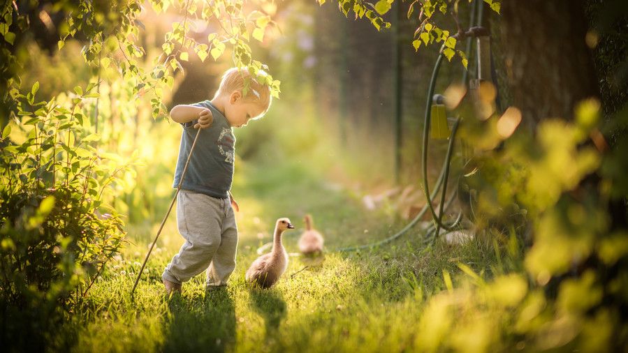 малко дете Walking with Ducks