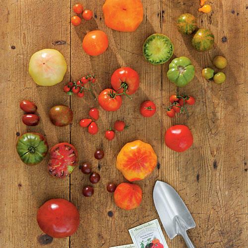 تنمو an Assortment of Tomatoes