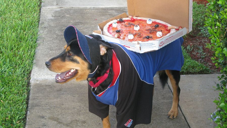 Dominos Delivery Dog