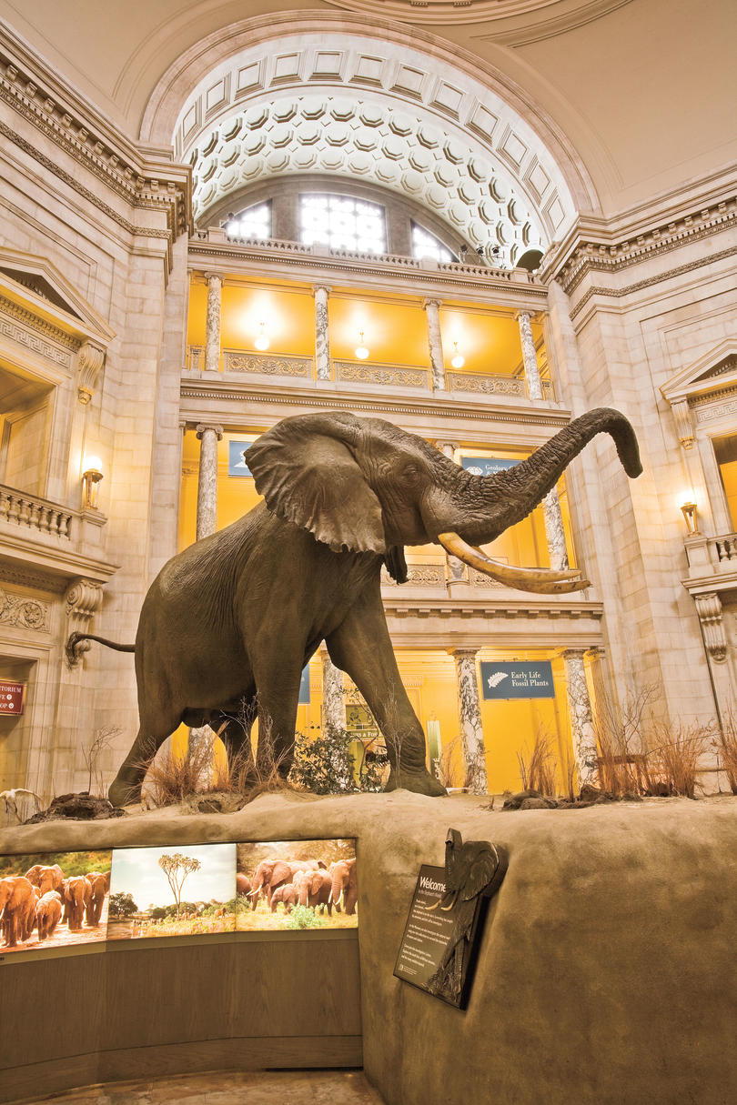 صورة of Museum of Natural History