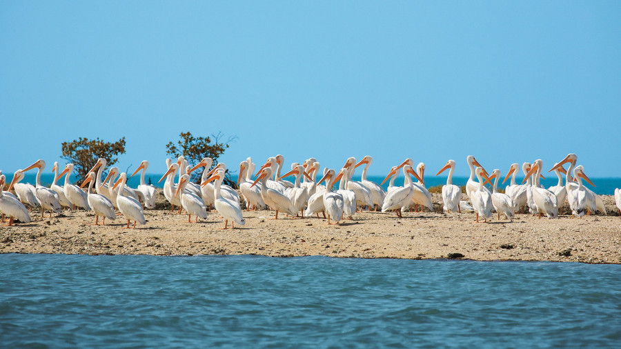 Florida Everglades: White Pelicans