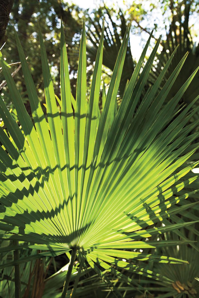 Florida Everglades: Sabal Palms