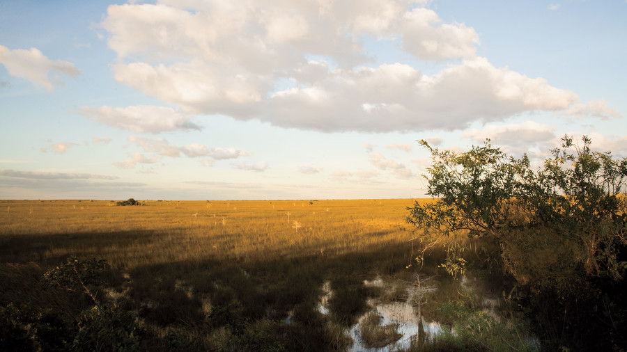 Florida Everglades: Pa-hay-okee Overlook
