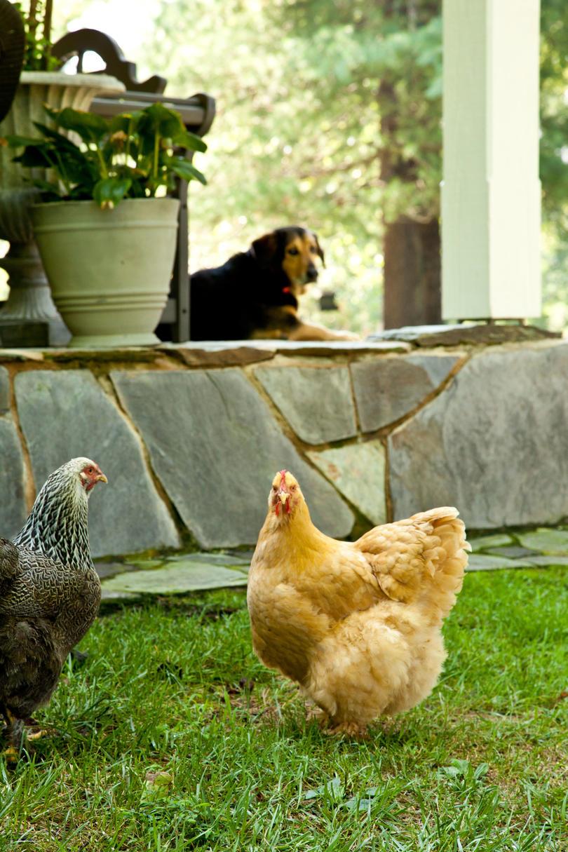 Skifer Hill Farm. Puopolo farmhouse. Close-up of chickens walking on grounds outside of house.