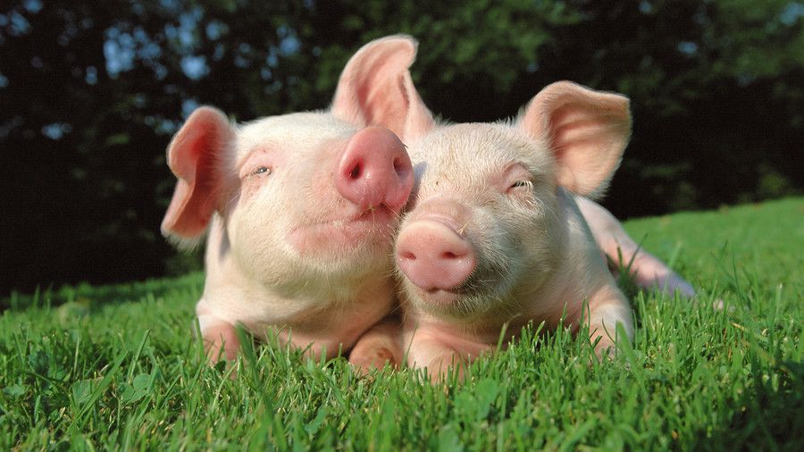 豚 in grass field