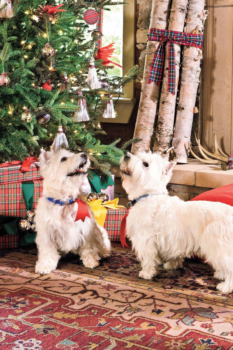 dos westies in front of christmas tree