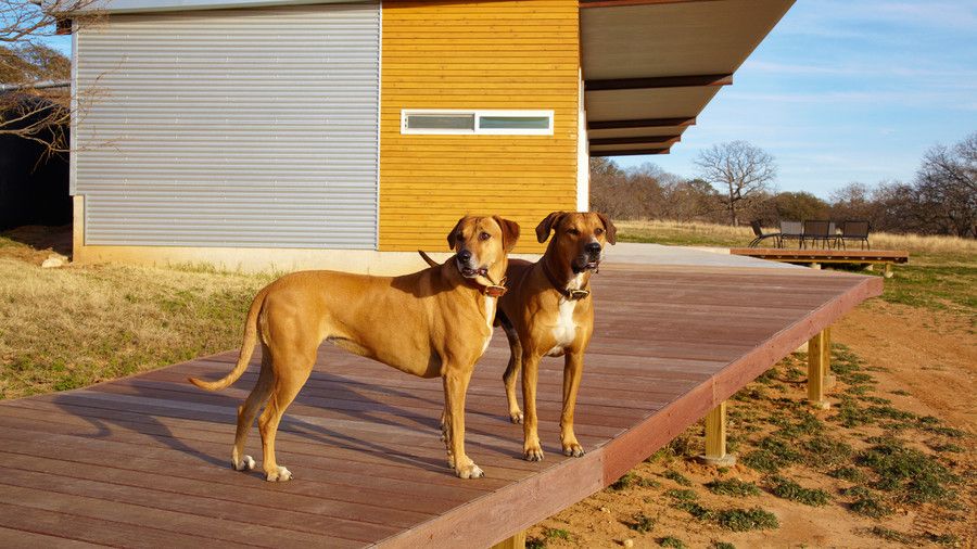 dos dogs standing on deck.