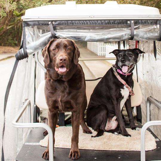 две dogs on golf cart hilton head