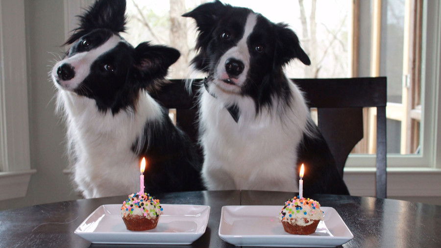 dos dogs with cupcakes
