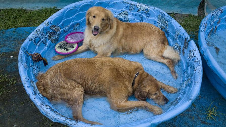 две golden retrievers in baby pool