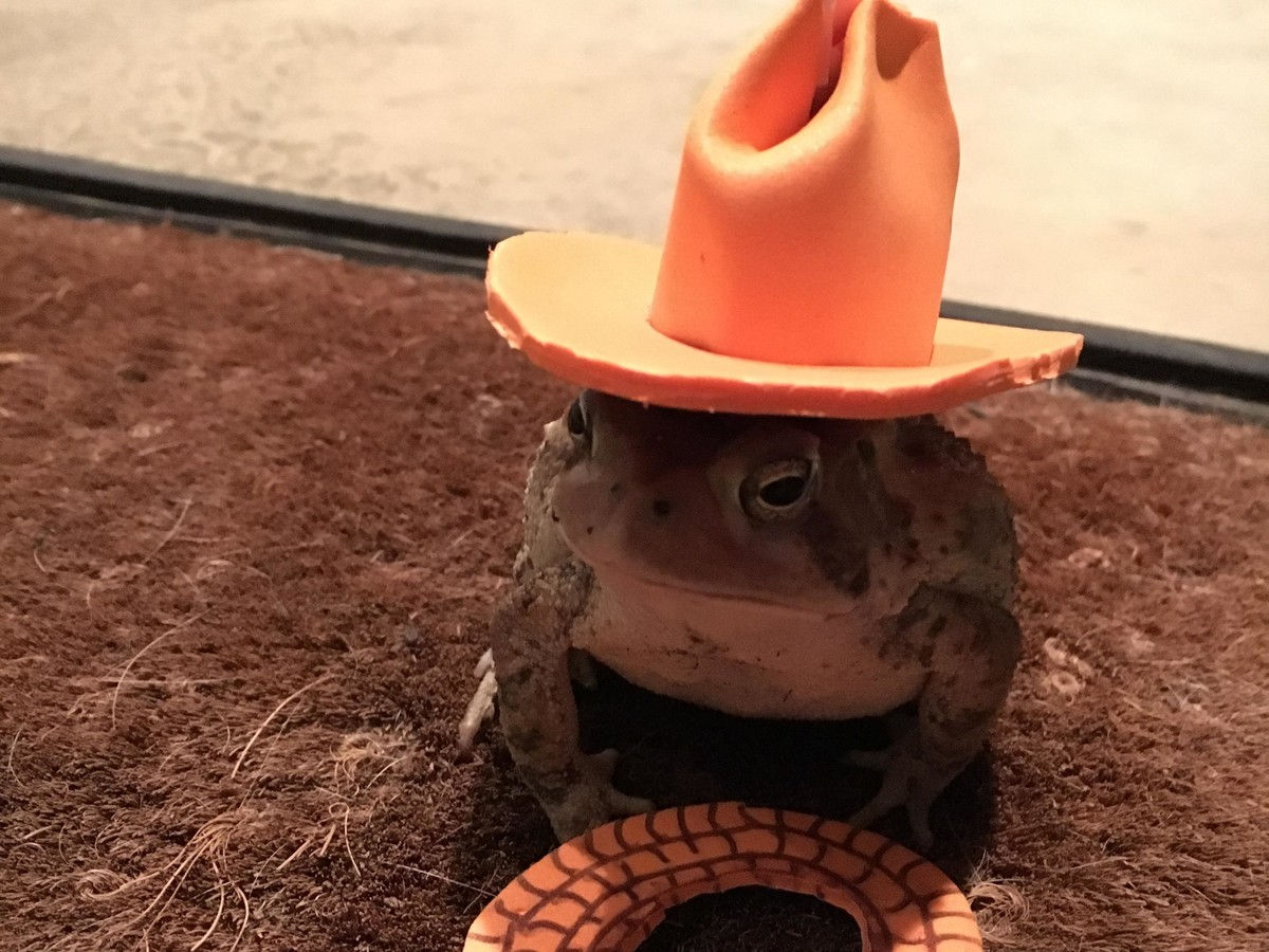 الضفادع with Hats Cowboy Hat