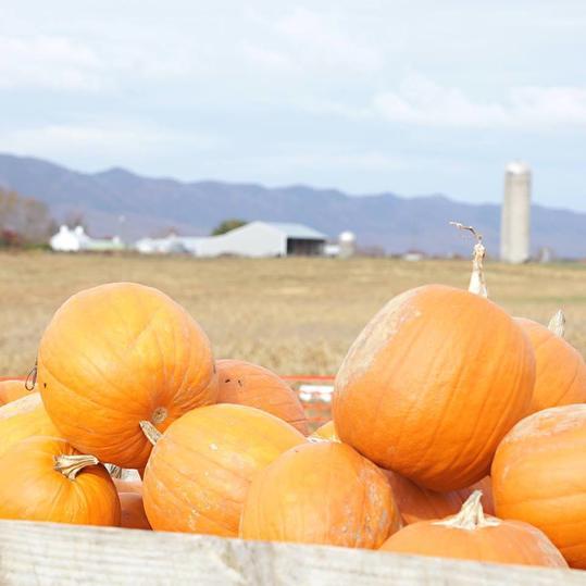 ベスト Pumpkin Patches in Every Southern State Virginia