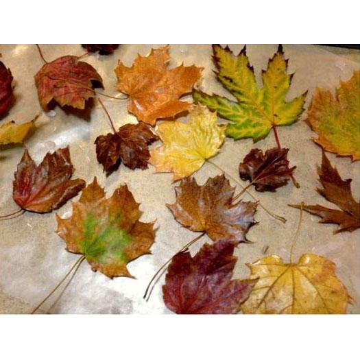 Voskovaný Fall Leaves