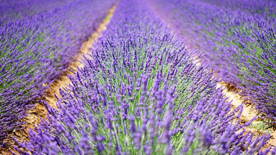 Texas Lavender Field
