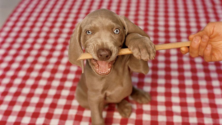 Weimaraner puppy chewing raw-hide