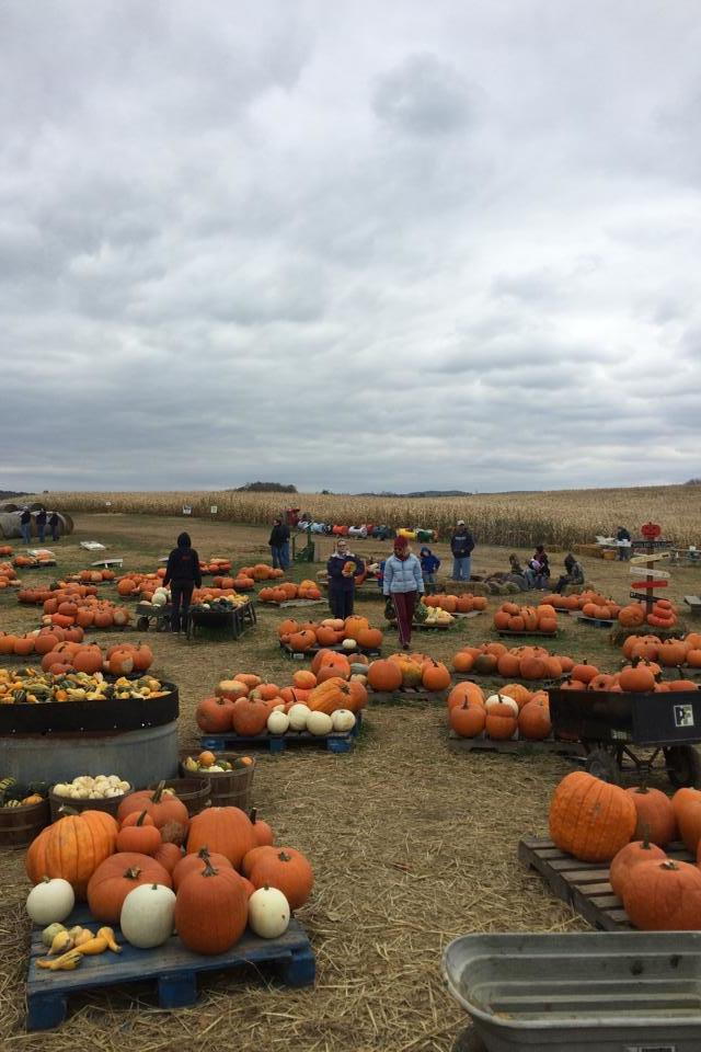 Mejor Pumpkin Patches in Every Southern State West Virginia