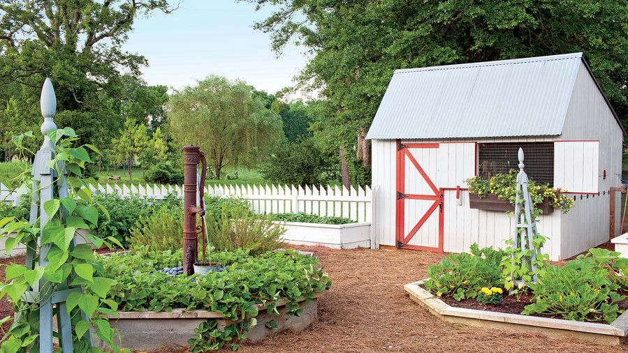 rojo and White Backyard Chicken Coop