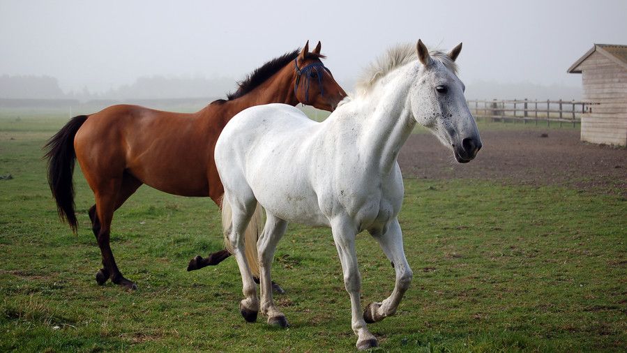 بنى and white horses trotting in field