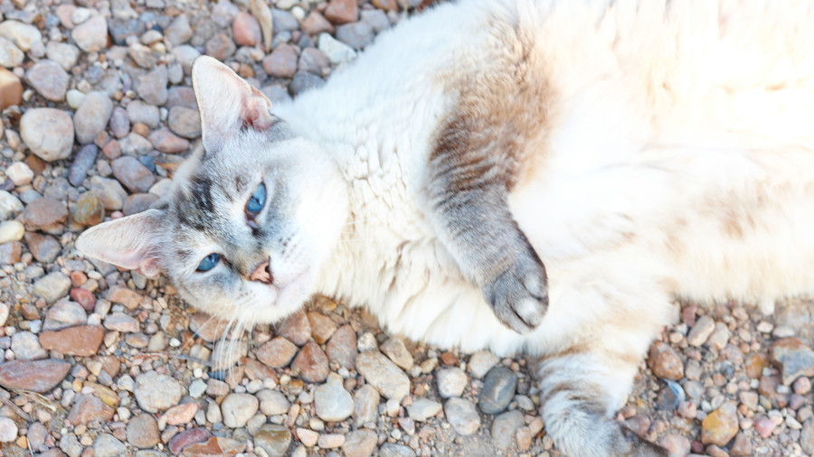 бял Cat Laying Outside