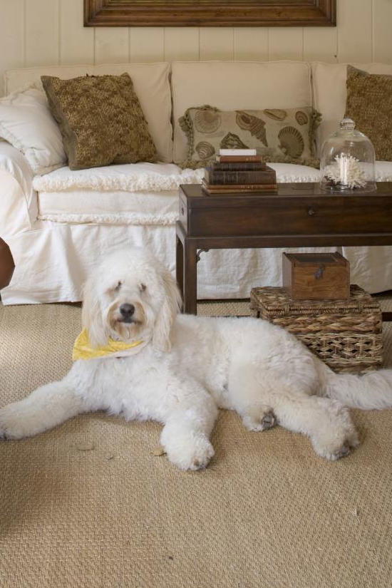 blanco dog in living room