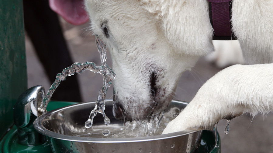 Blanco dog drinking from water fountain