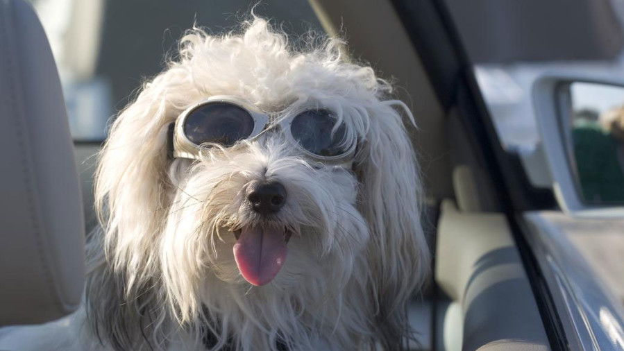 бял dog wearing sunglasses in car