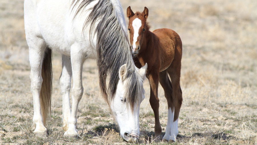 blanco horse and brown colt