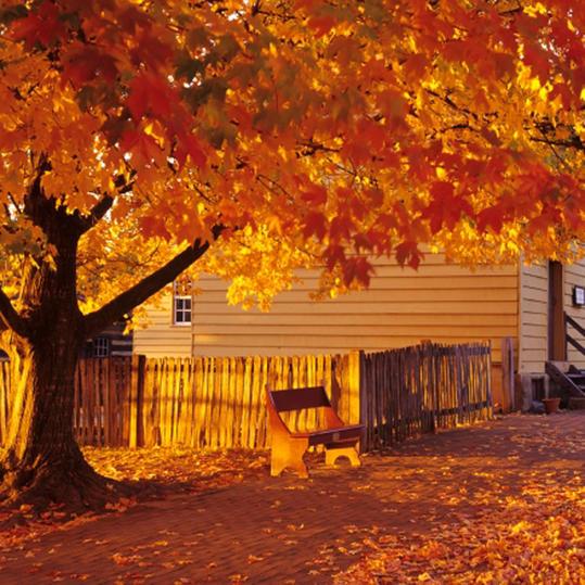 Уинстън-Салем, North Carolina Fall Leaves