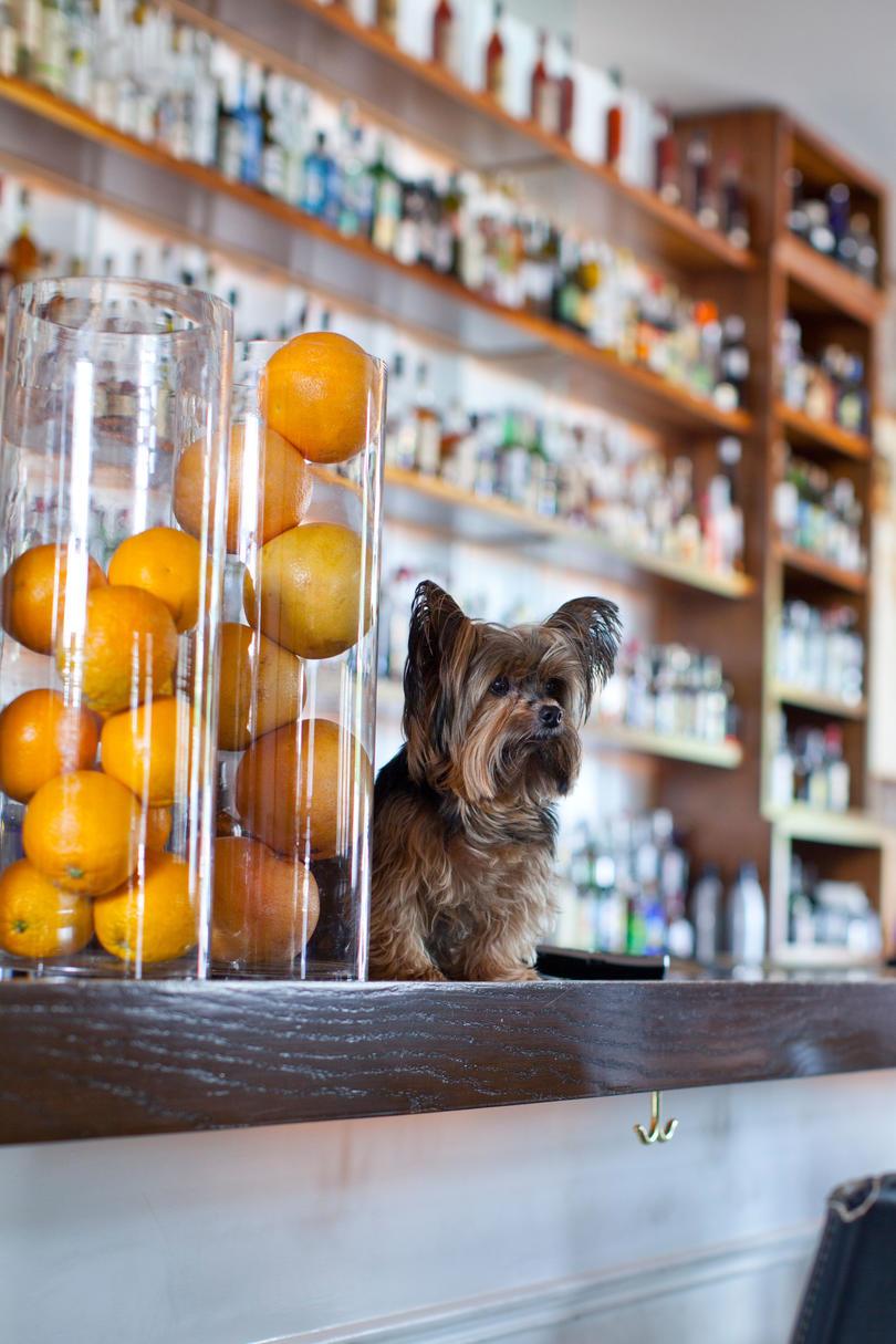 Interior of Cure bar showing yorkshire terrier standing on bar counter.