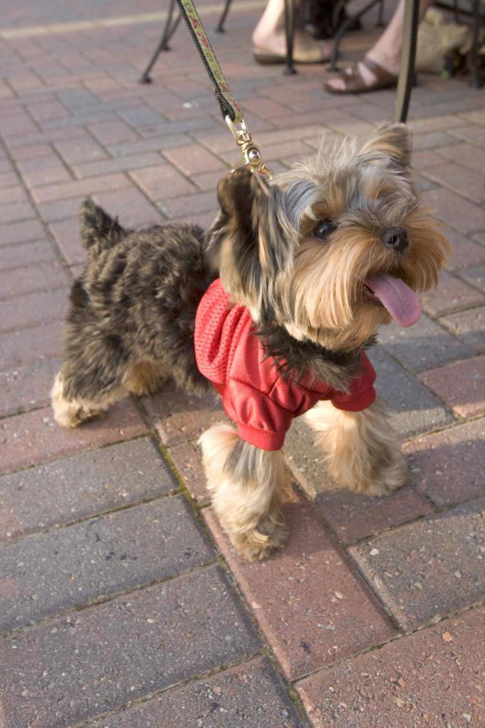 йоркширски териери dog on leash